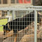 PTIC Angus and Angus cross heifers top $2850 at Mt Barker sale. | Farm Weekly