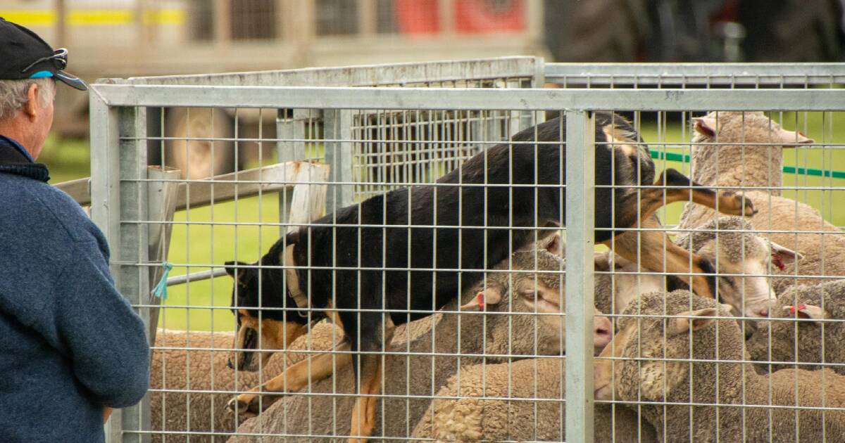 Two opportunities to test working dogs in upcoming championships