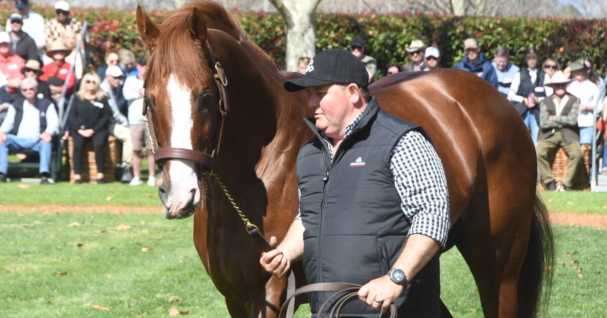 Young sires' first progeny at auction