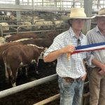 Whiteface market meets expectations at Wodonga | January 4