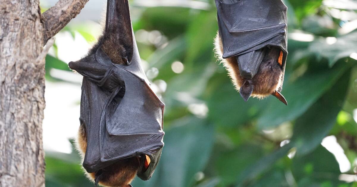 Flying fox funding for long term management plan secured for Charters Towers