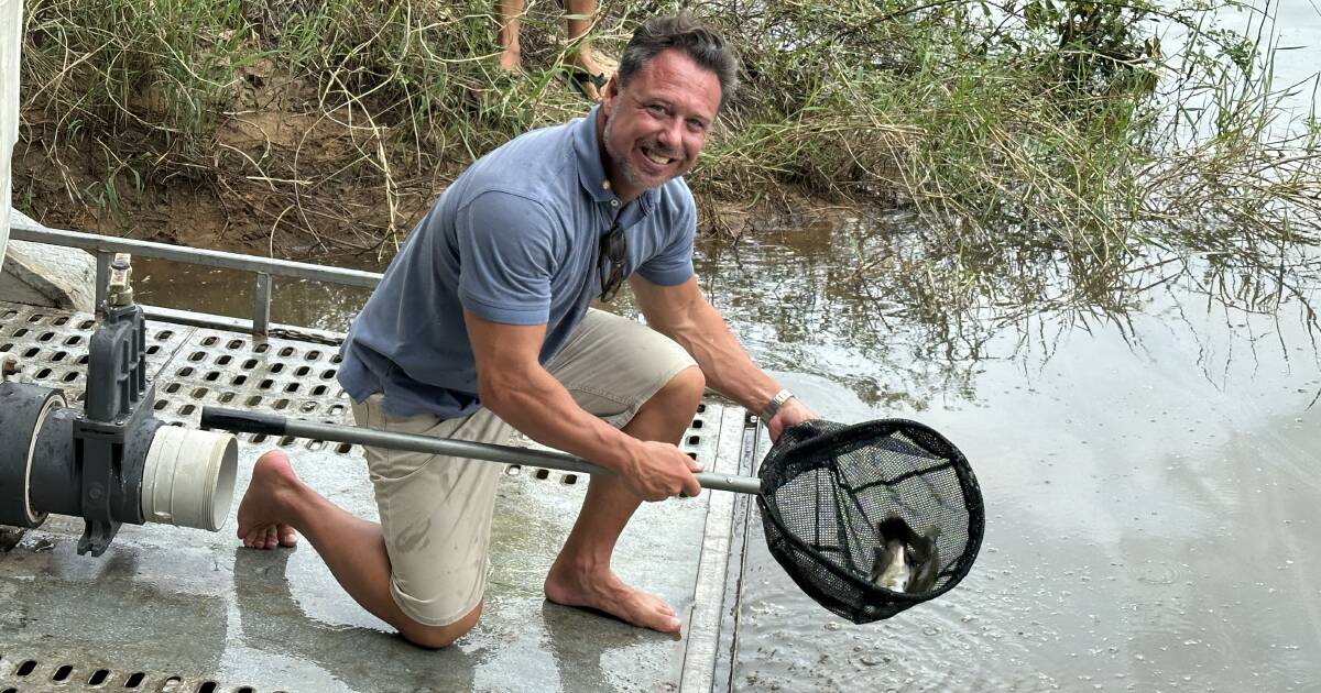 Hundreds of barramundi released into the Hinchinbrook Channel