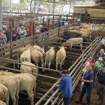 Tight supply buoys NSW lamb auctions