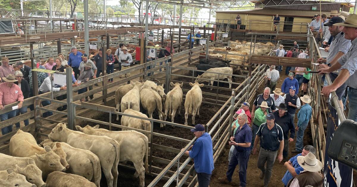 The 'extras' southern weaner buyers are chasing