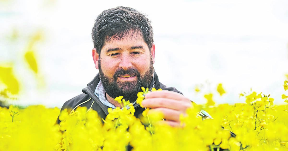 Northern canola trials confirm promising new variety