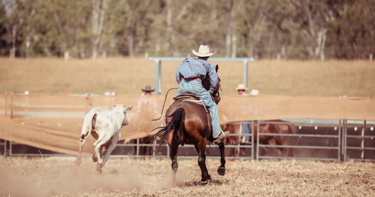 Southern Campdrafting Association president on growing demand | Queensland Country Life