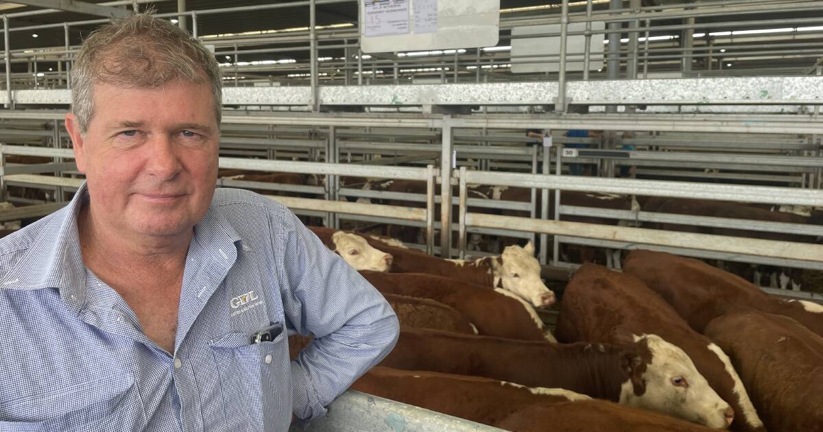 Strong cattle market still within buyers' budgets