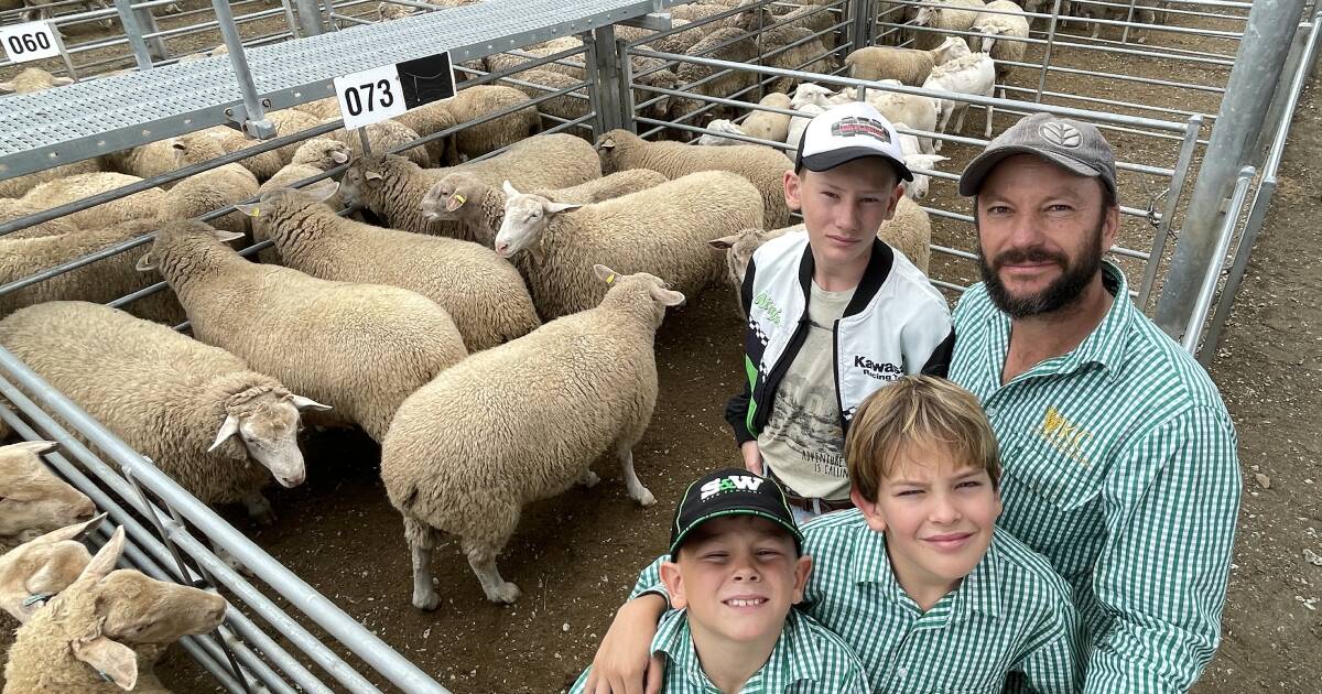 Tight supply buoys NSW lamb auctions