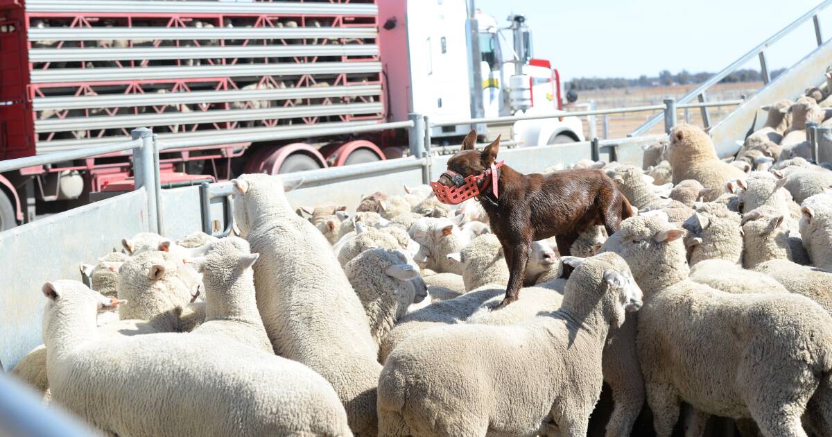 Lamb prices lift leading into Australia Day