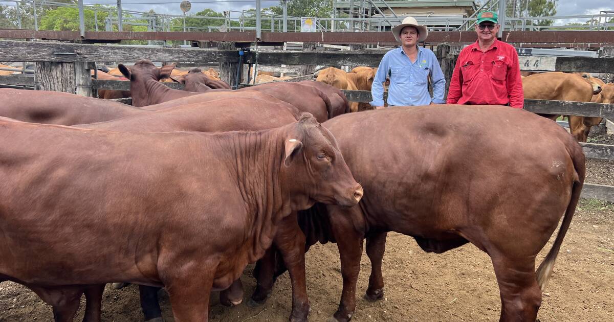 Dearer trend at Murgon