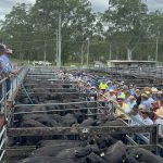 Feedlots dominate the bidding at NSW saleyards