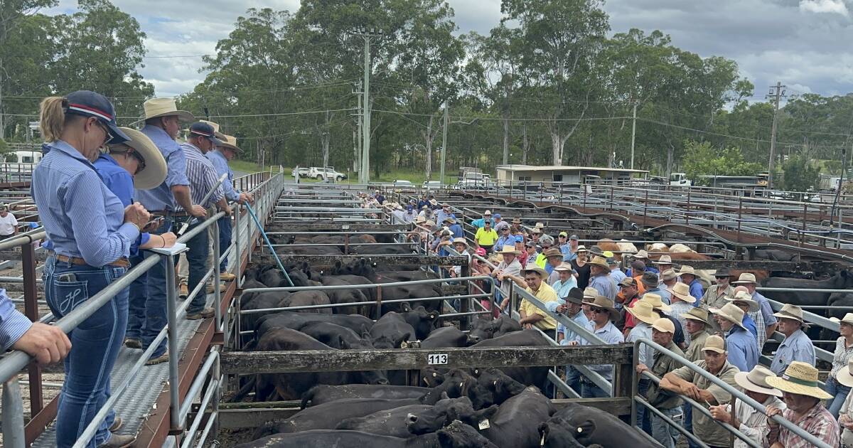 Gloucester Angus steers top at $1690, prices up $100 to $150