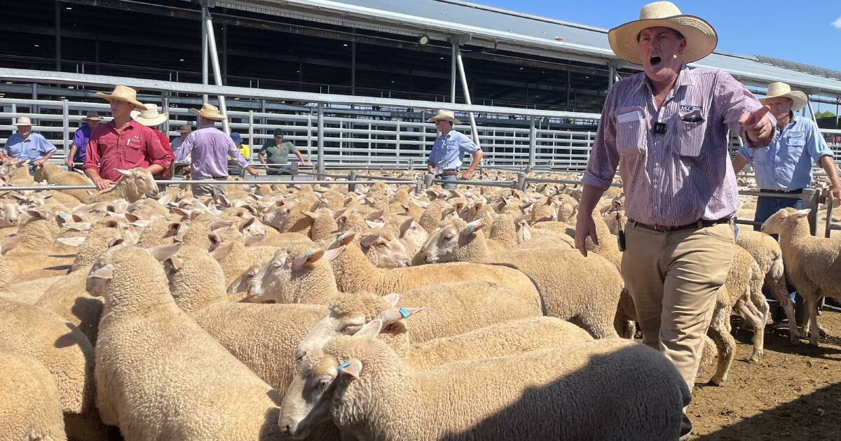 Summer rain pushes up sheep and lamb prices