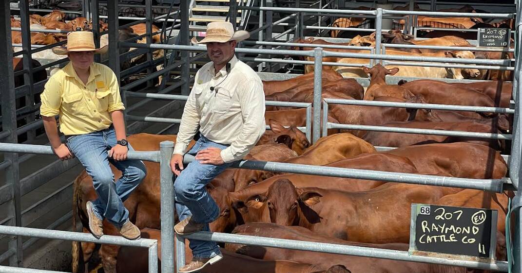 Promising cattle market conditions at Emerald’s 2024 season opening sale | Queensland Country Life