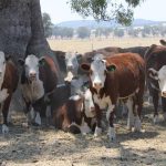 Lee Bjorklund honored as Red Angus Herdsman of the Year