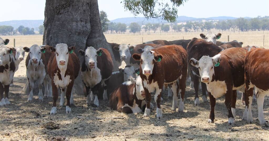 E-petition calls for farm animal shade protection as feedlots embrace cover