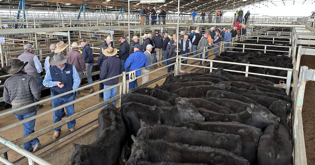 Prices rise as feedlots and restockers battle for NSW cattle