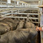 Farmers and cattle can't carry Australia to net zero 2050