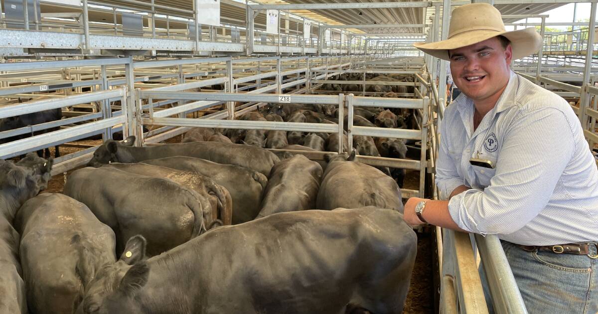 Cows set to push past 300c/kg in the saleyards