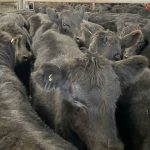 Gloucester Angus steers top at $1690, prices up $100 to $150