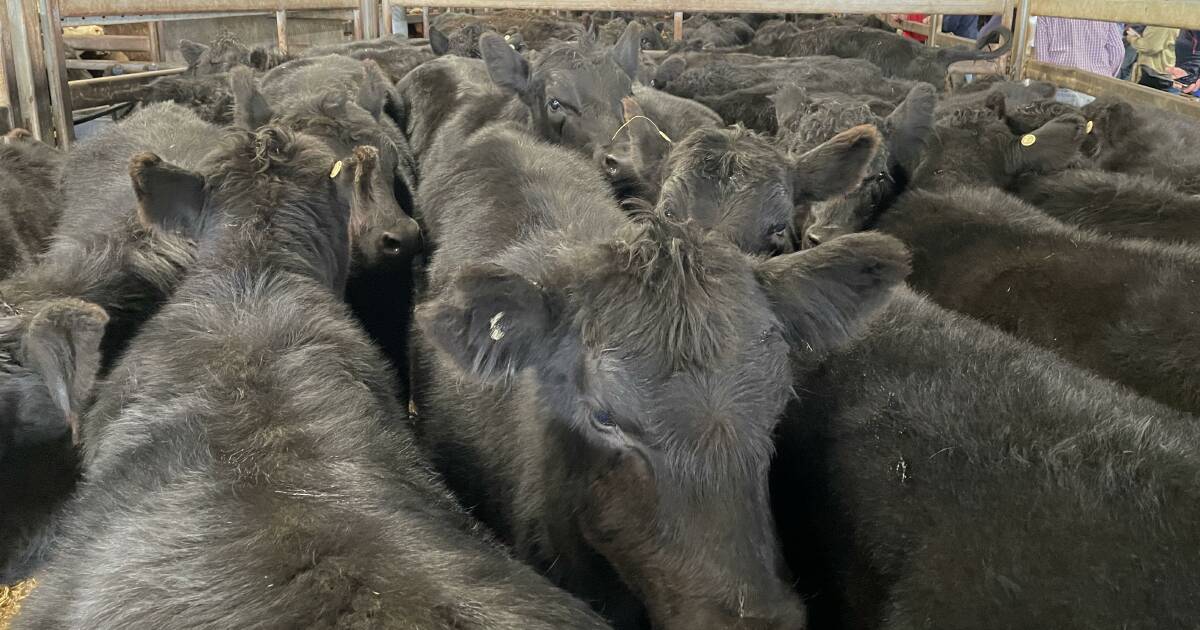 Feedlots dominate the bidding at NSW saleyards