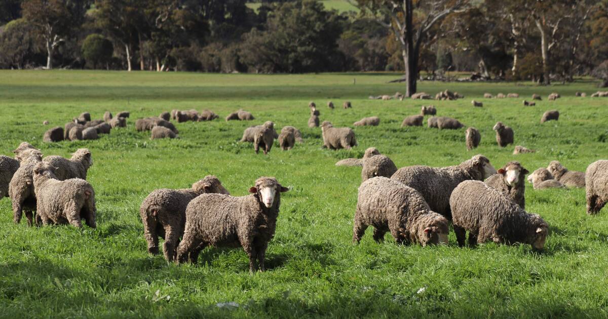 The world is hungry for Australia's lamb and mutton