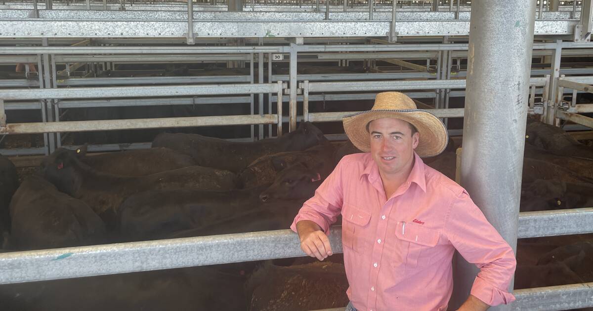 Quality highlighted at Wodonga's Angus weaner sale | January 3