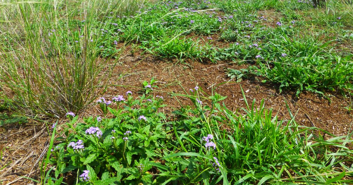 Finding the best weed control strategy for your property