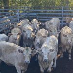 Dubbo's TV trainer reveals how she rears prize sheep dogs