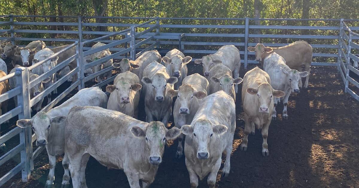 Prices up to 50c/kg increase at Kempsey Regional Saleyards | The Land