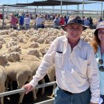 Quality unjoined first cross heifers at Boyanup