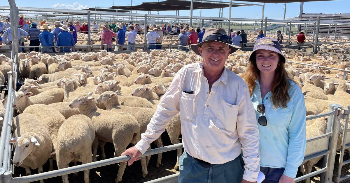 Forbes first-cross ewes sell to $316