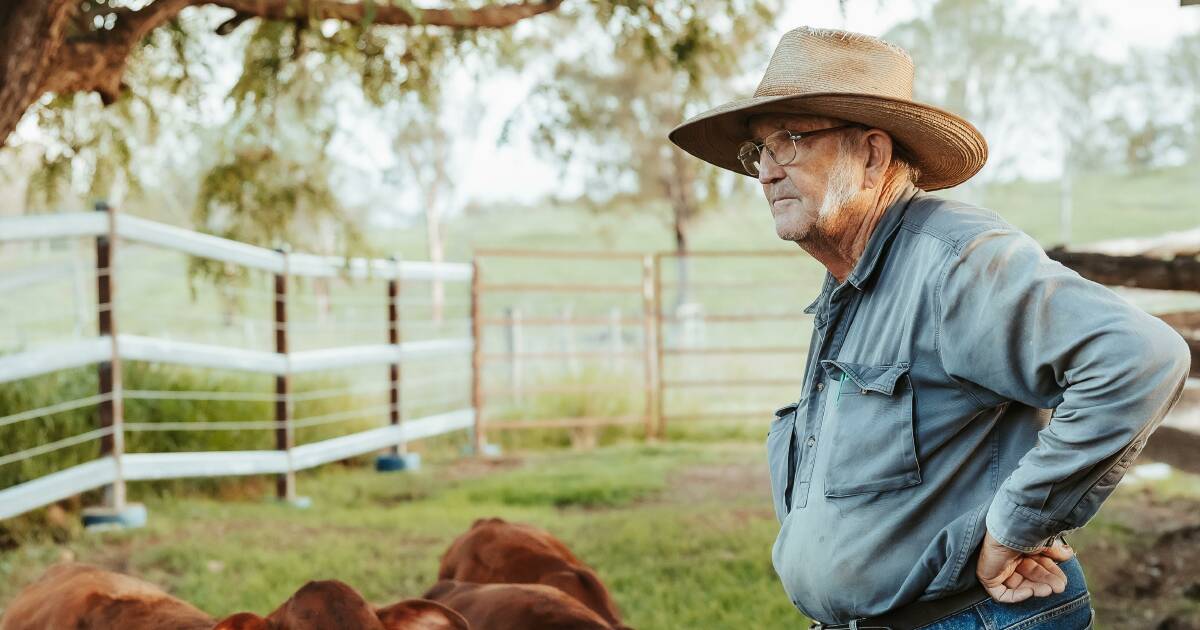 The highs and lows of cattle: 81yo farmer reveals reality of grazing life