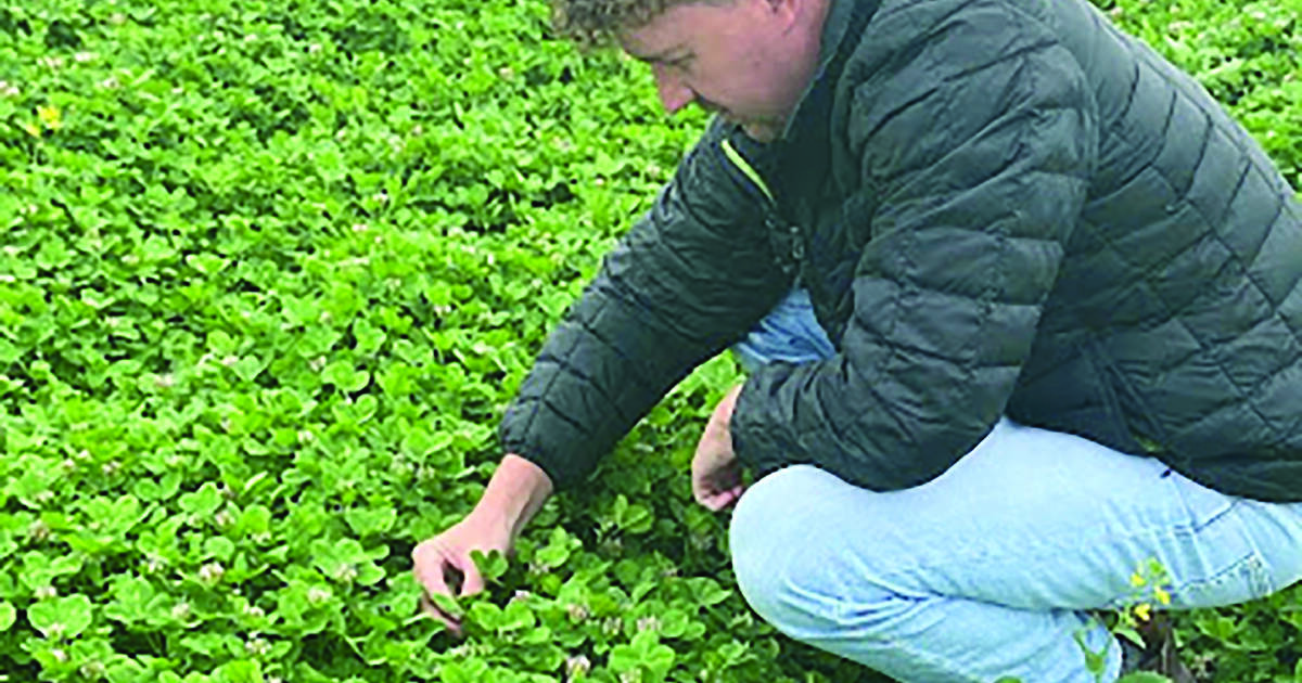 New GRDC manual for pasture legumes in WA | Farm Weekly