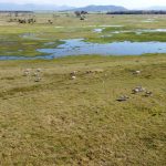 Murgon livestock agent Col Ramke celebrates 50 years in the industry