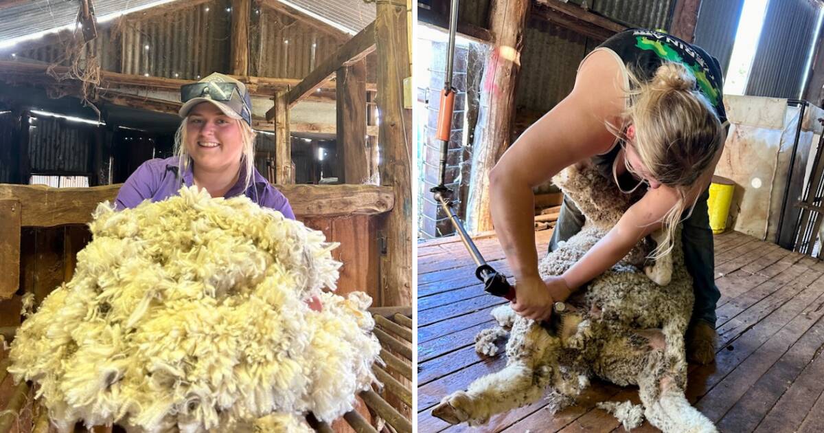 'What would you know?': Young female wool classer shows how it's done