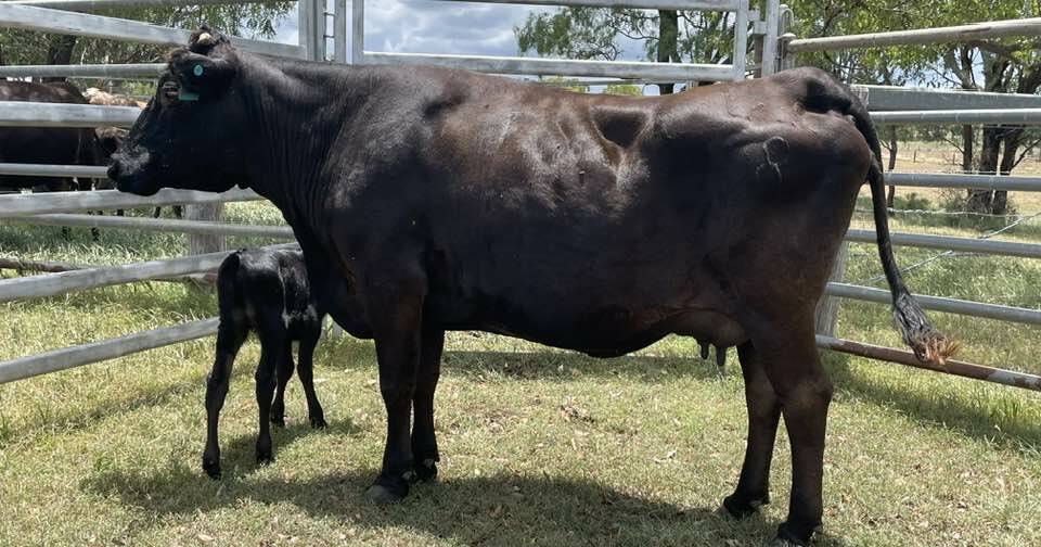 'Proven fertility': 16-year-old Wagyu cow gives birth to her 12th calf