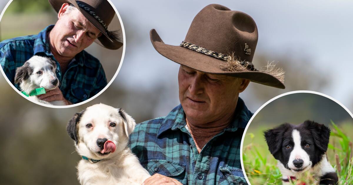 Dubbo trainer's pups to charm TV audience in new season of popular series