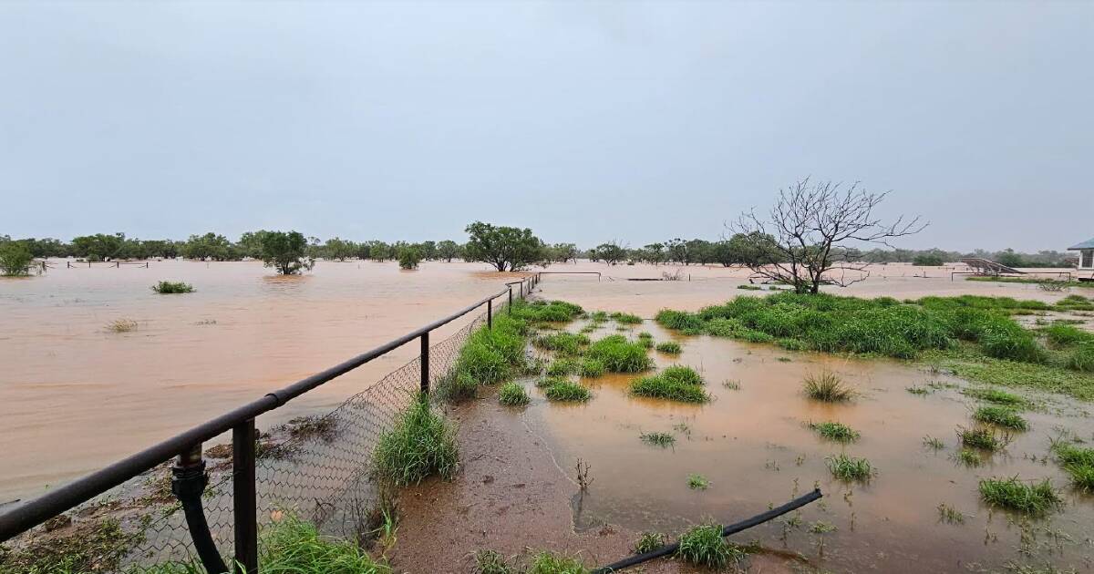 'It's about saving the cattle': NW hammered by 500mm rain