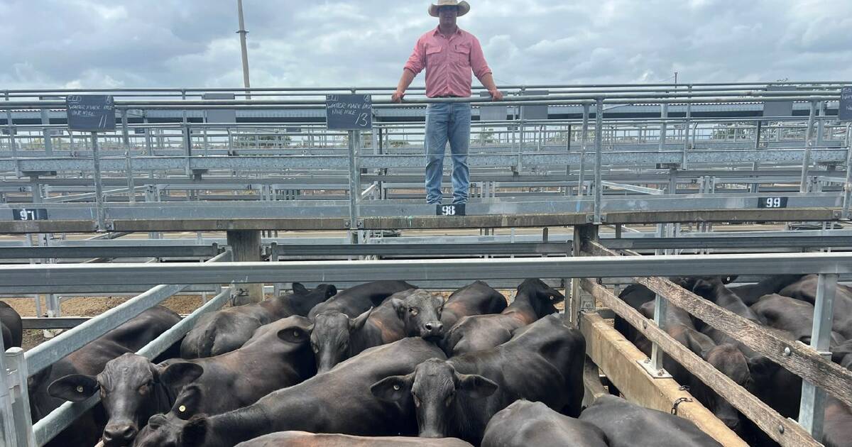 Heifers in demand at Gracemere