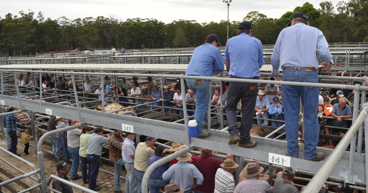 Dearer market pushes Maitland weaner steers to $1250 high