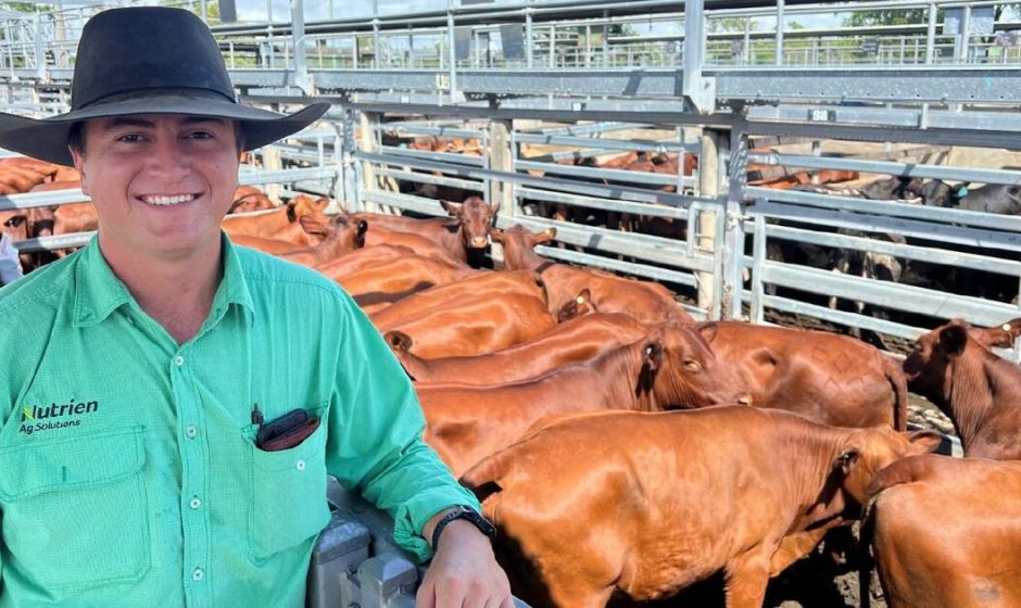 Rain Adds Buzz To Gracemere Sale Australian Country Life 