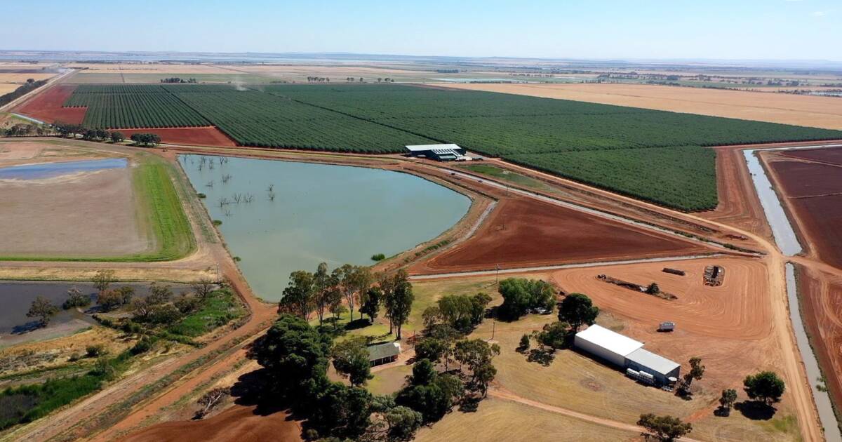 Premium Riverina almond, farming operation on the market | Video