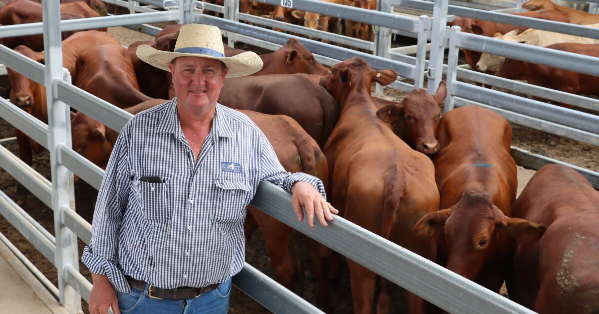 Charolais cross steers make 392c/$1307 at Biggenden