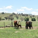 More than $2m available to help Queenslanders fight feral pigs