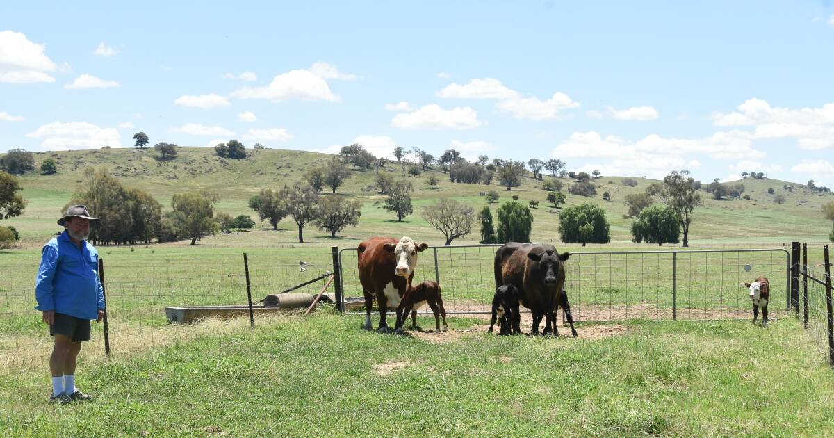 Unusual twin calves born in Wantabadgery bring joy to Robb family | The Land