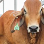 Beef Australia calls for final nominations in national carcase competition