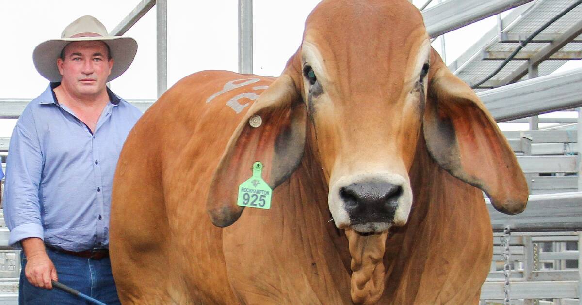 Staff shortages costing up $20 million a year in lost production at Qld abattoir