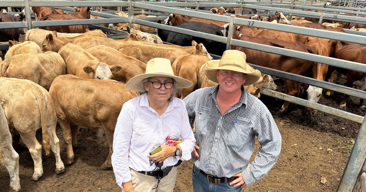 Cows with calves top Dunedoo store sale at $2130