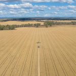 Merino and Poll Merino rams sell for up to $2800 at Shalimar Park | The Land